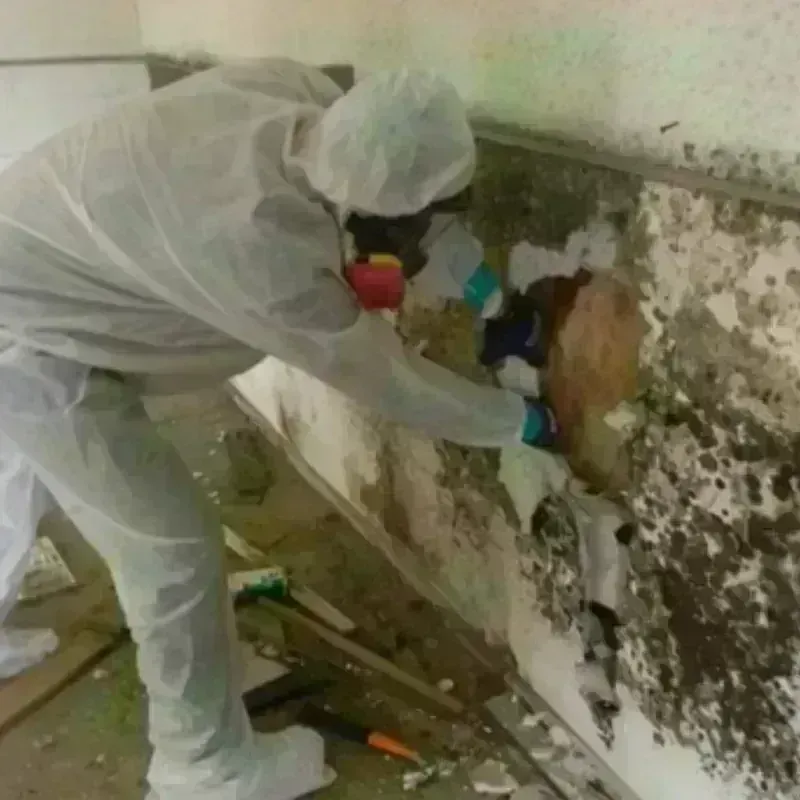 Mold Remediation and Removal in Yosemite Valley, CA